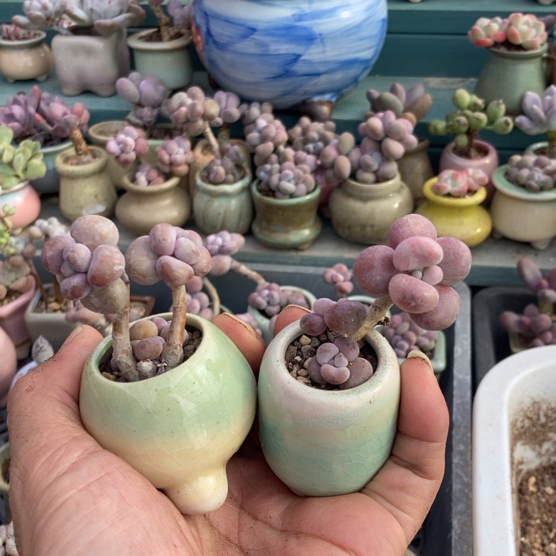 腰子桃蛋2颗带盆发货