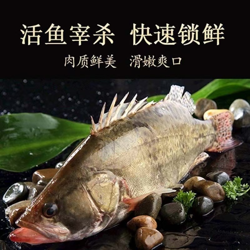 微山湖特产淡水鳜鱼桂鱼鲜美顺丰包邮《小老弟》