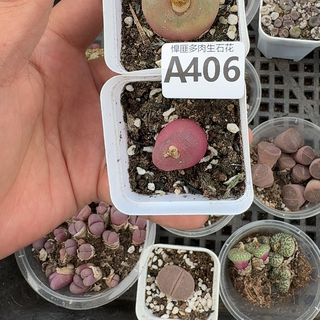 406多肉植物多肉植物