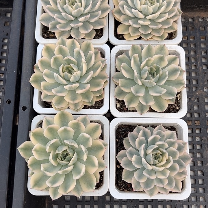 月亮仙子锦38包邮