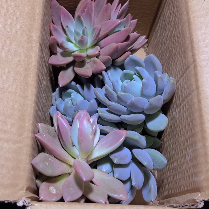 地栽瑕疵装箱混装（不售后）