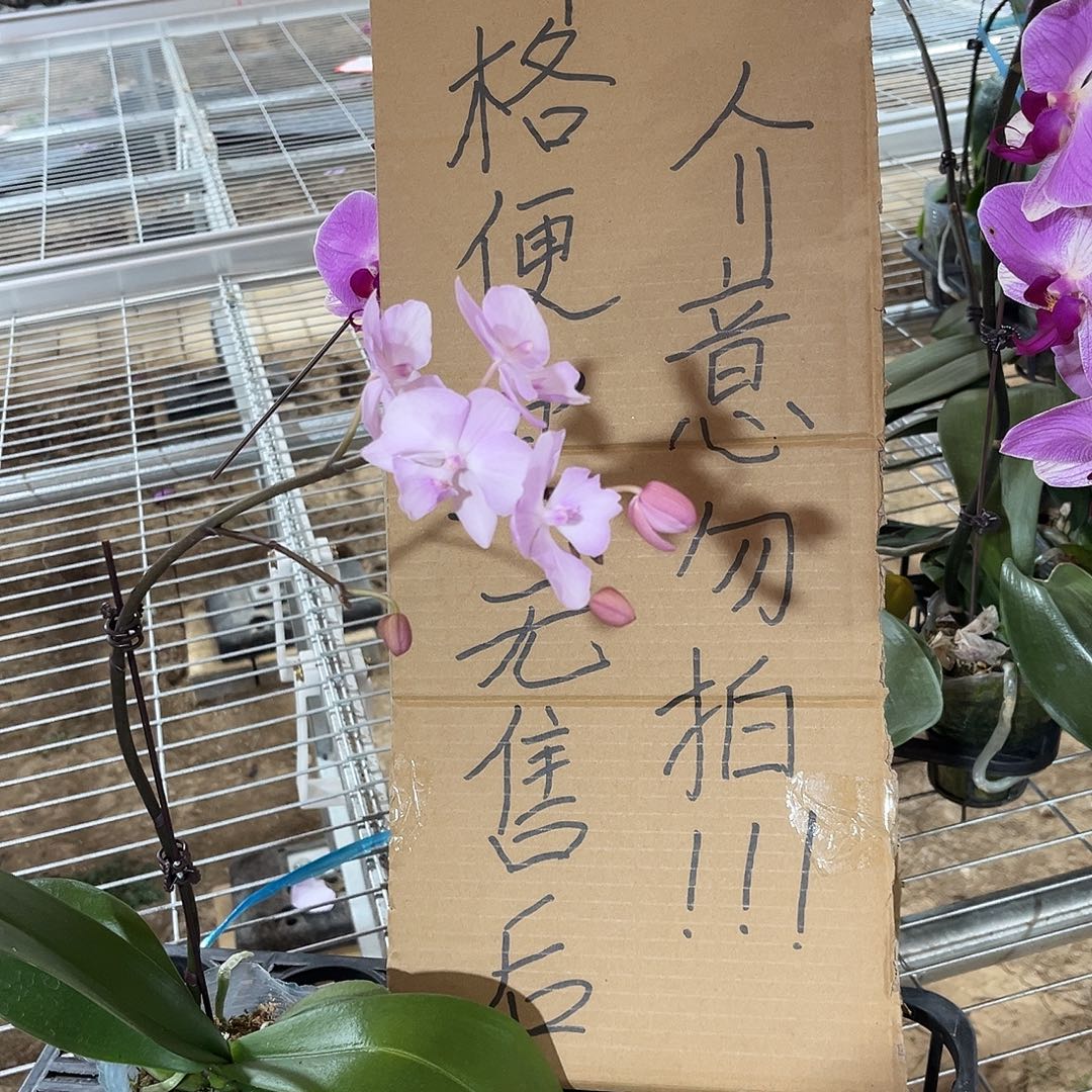 清***柠完全开放蝴蝶兰 不售后