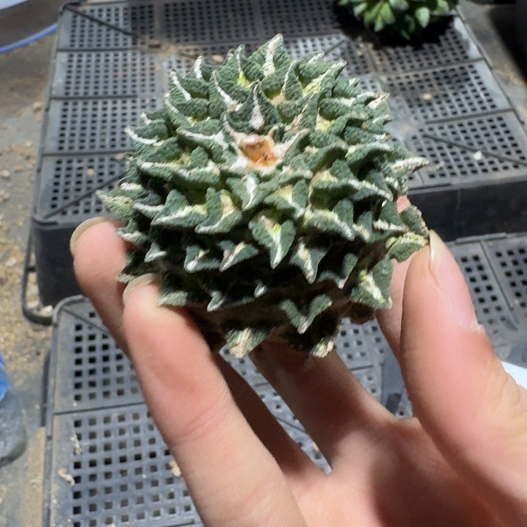 049号仙人球萝卜根