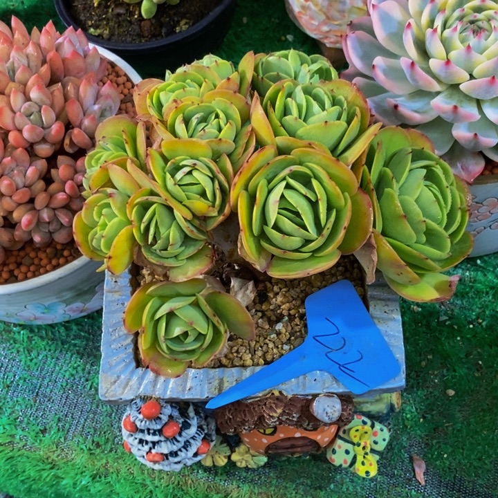 缘***缘这个我都想了啊好