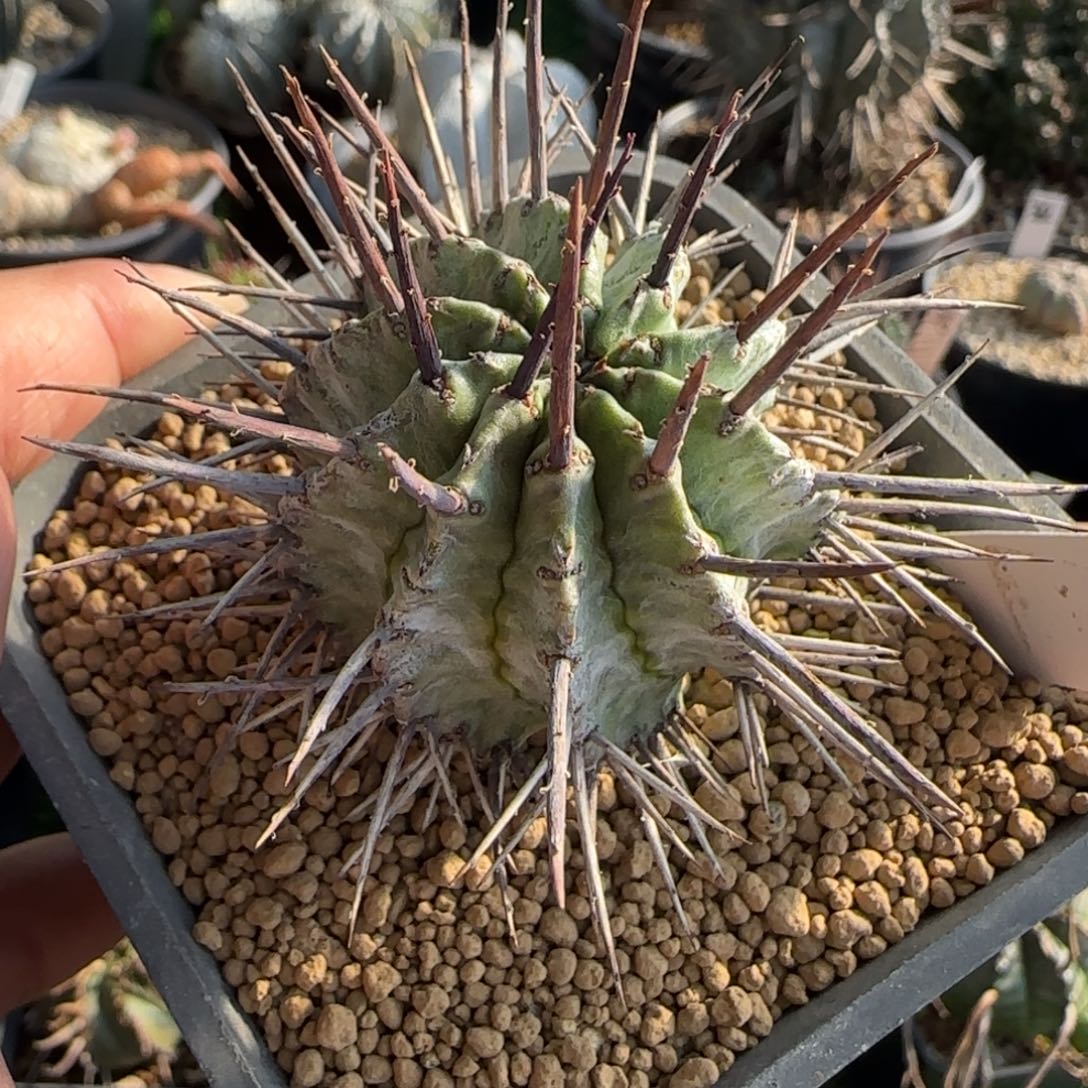 008脱土发狂刺白衣