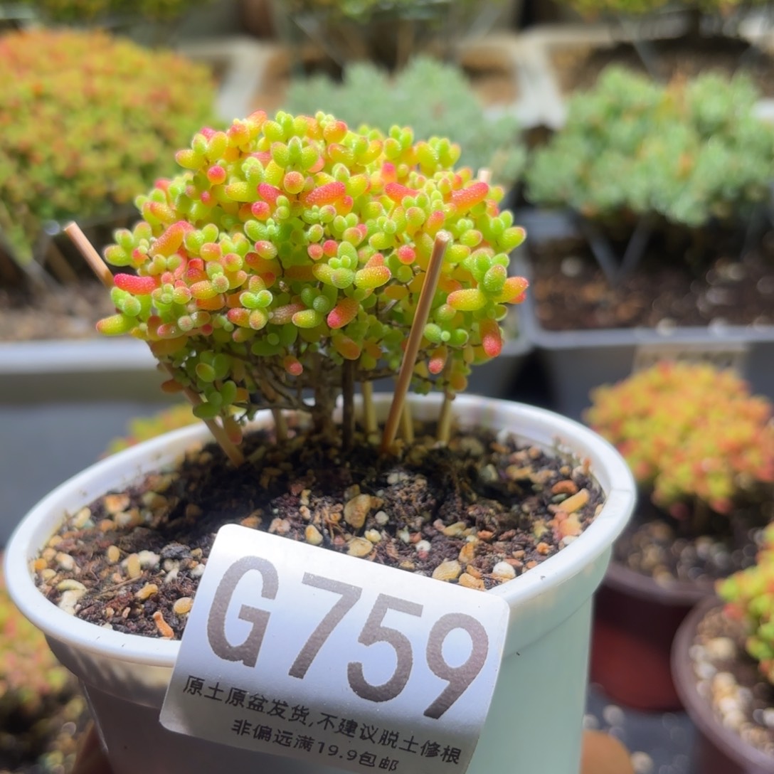 枝干番杏密橘糖球G759