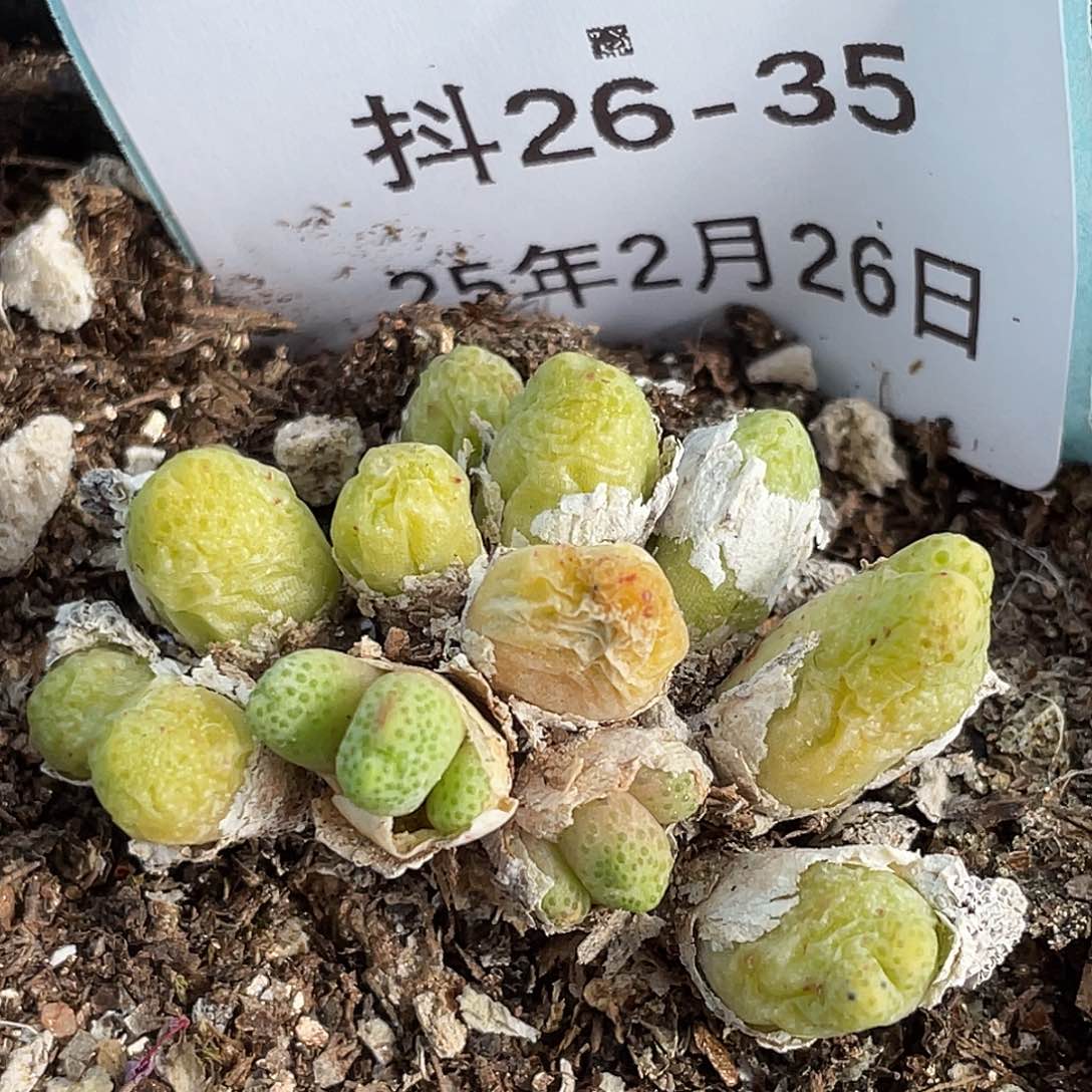 26-35斑马多肉植物