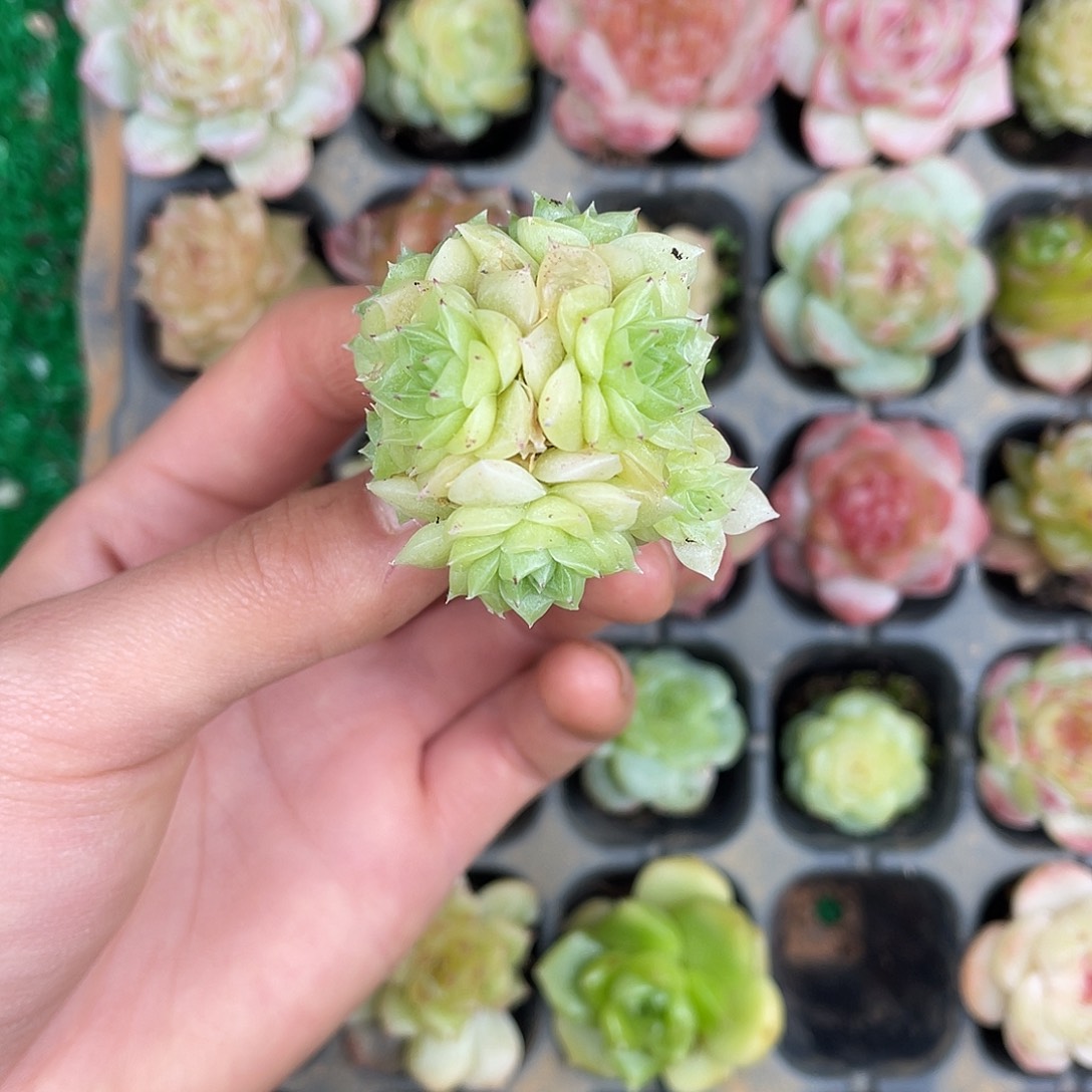 多肉杂交一物一拍1-136