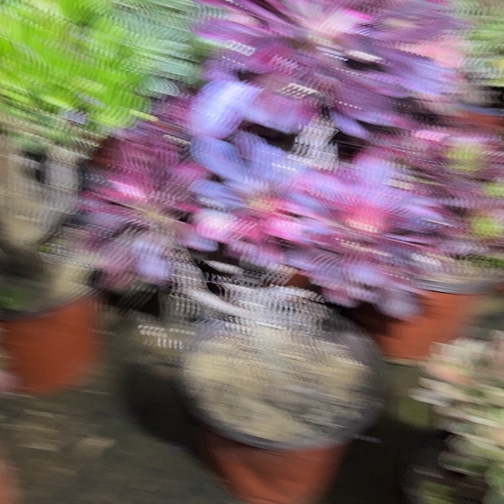 多肉法师植物链接733