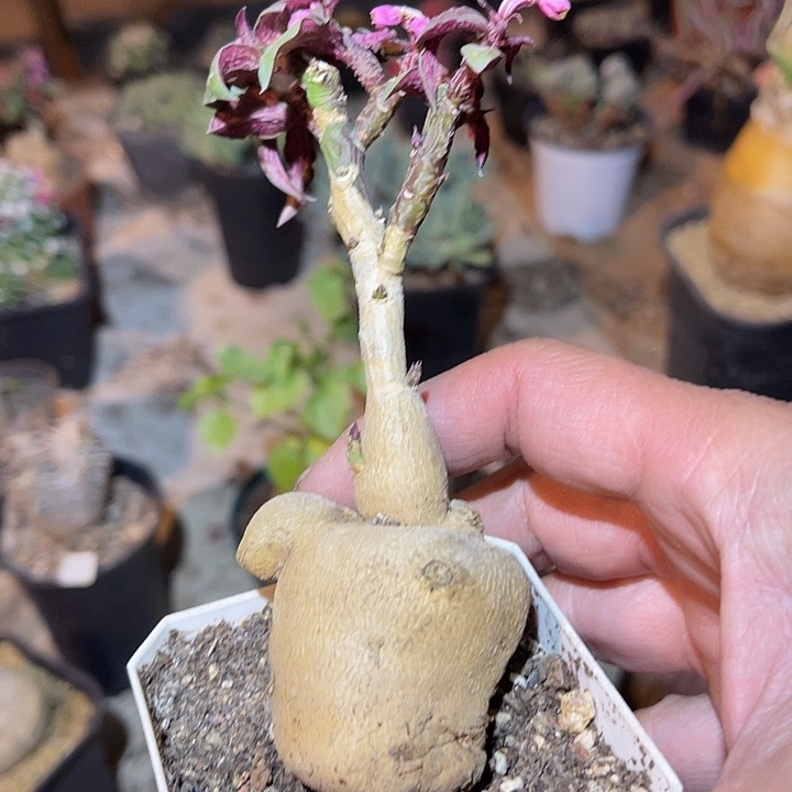 满38包邮2天凑单，脱土晾根发货多肉植物