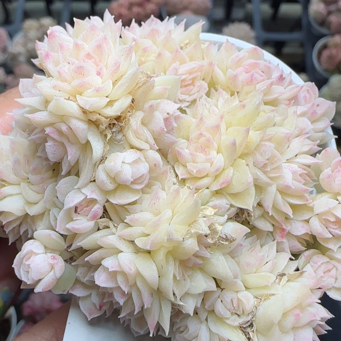 花语逸镜0225-497散