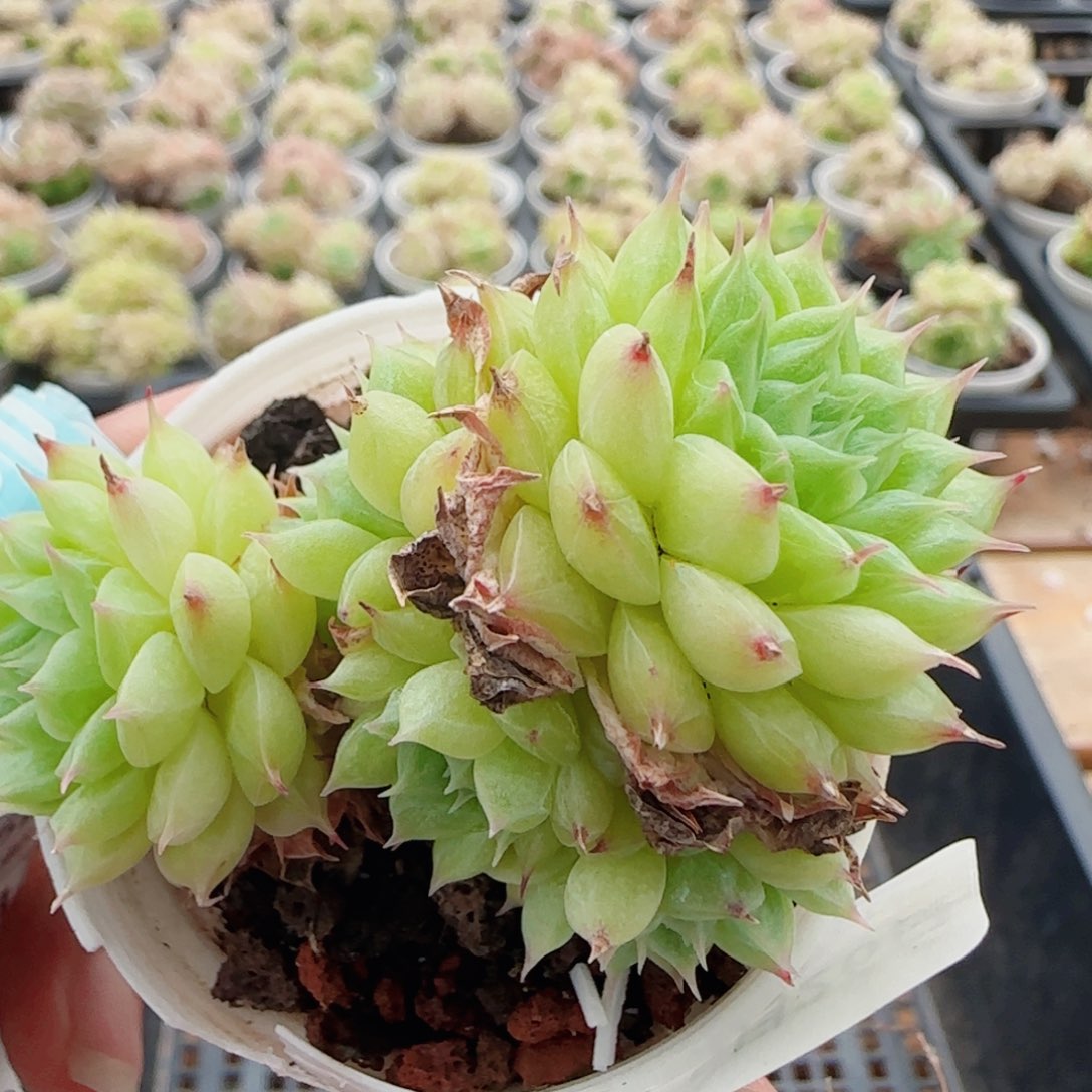 花语逸镜0526-177