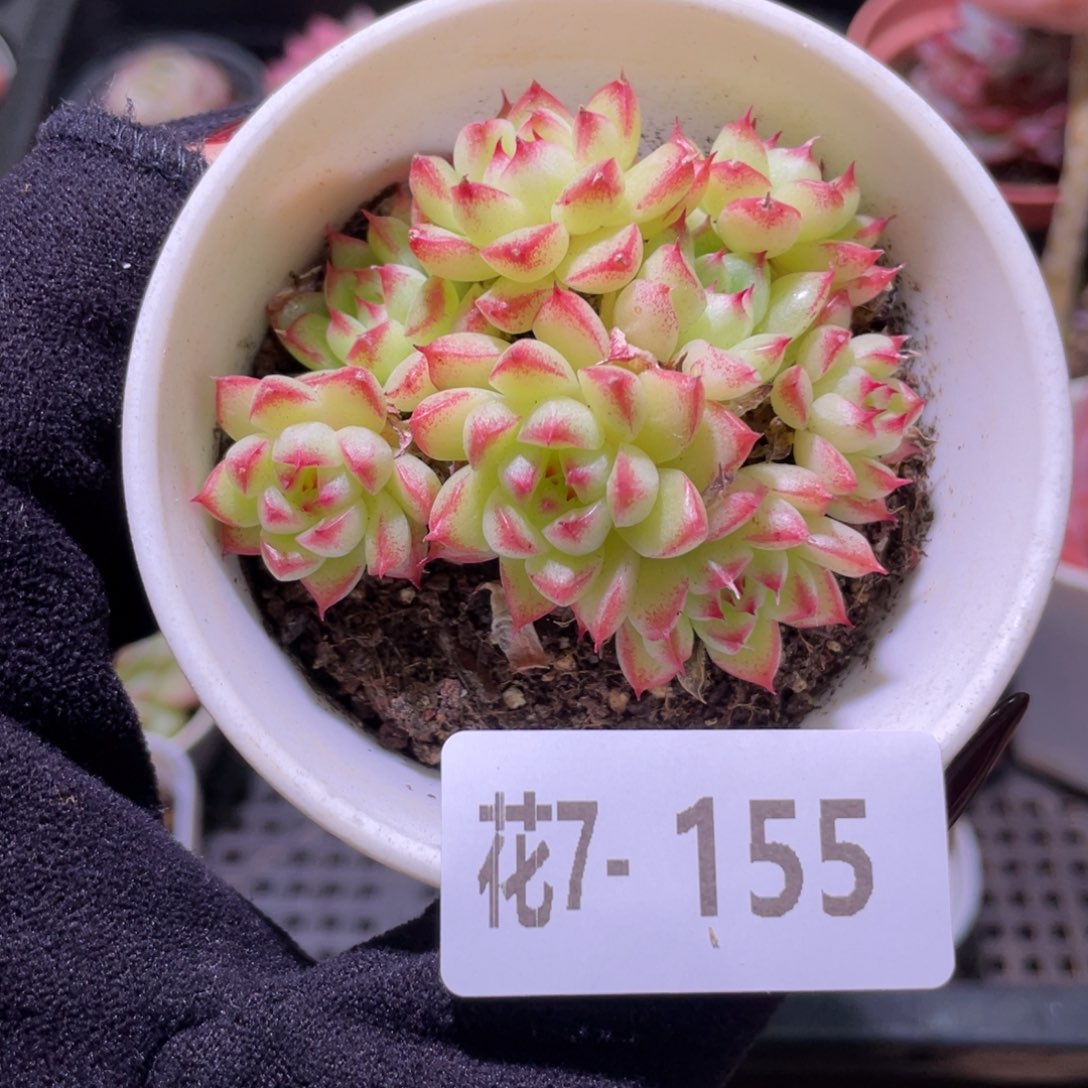 花利美7-155海王群