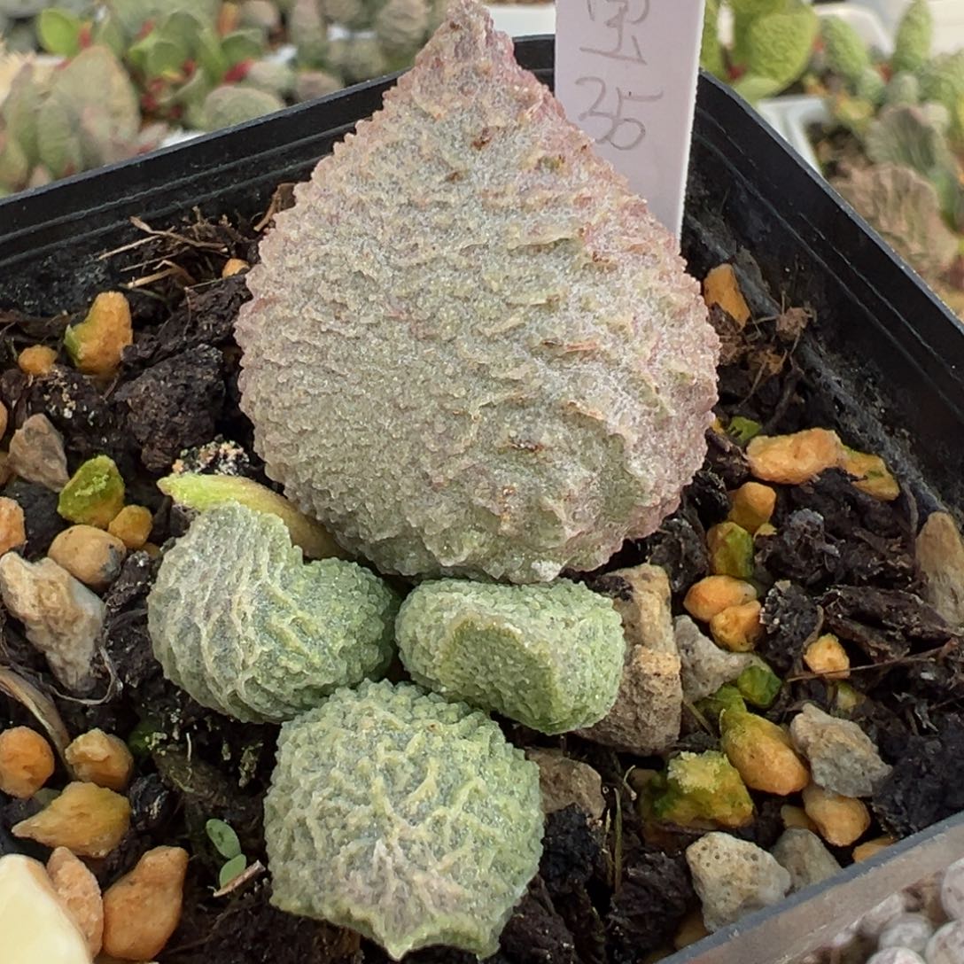 巨猪宝大苗多肉植物水泡