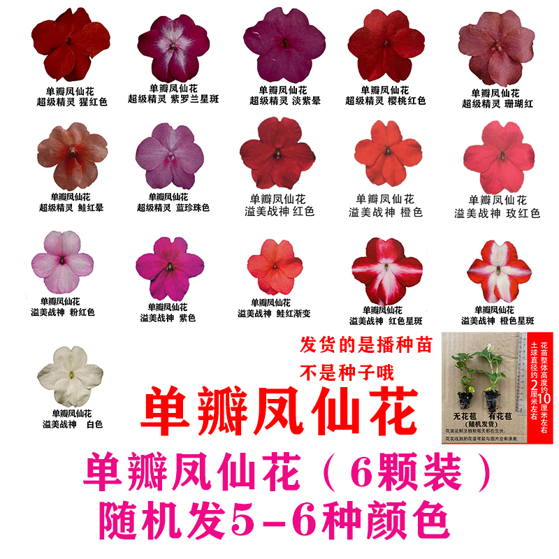 凤仙花苗室外耐热花卉苗好养易爆盆花卉盆栽阳台庭院非洲凤仙花
