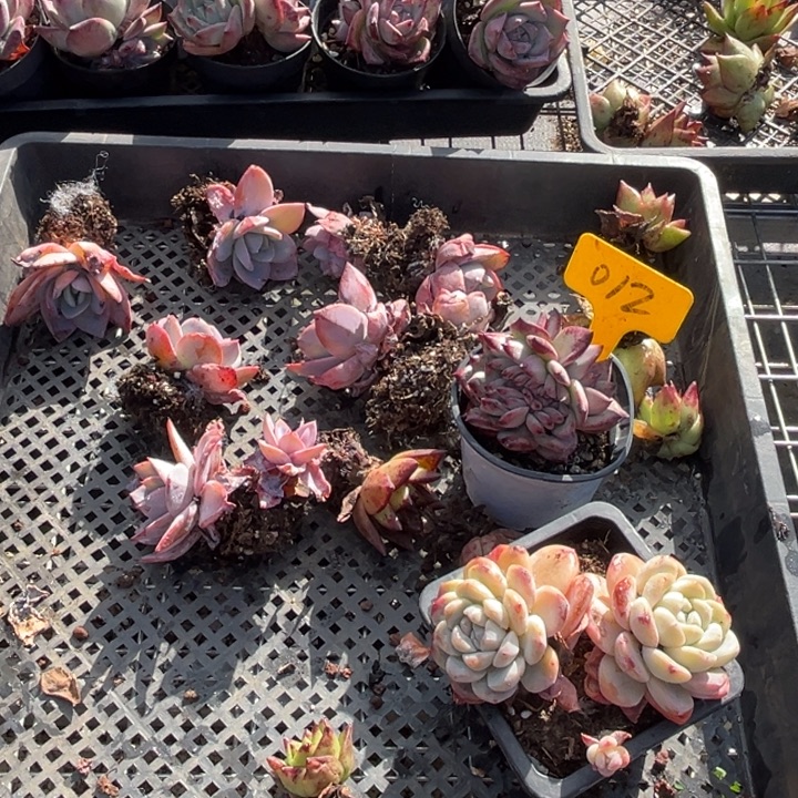 012多肉5809870898800