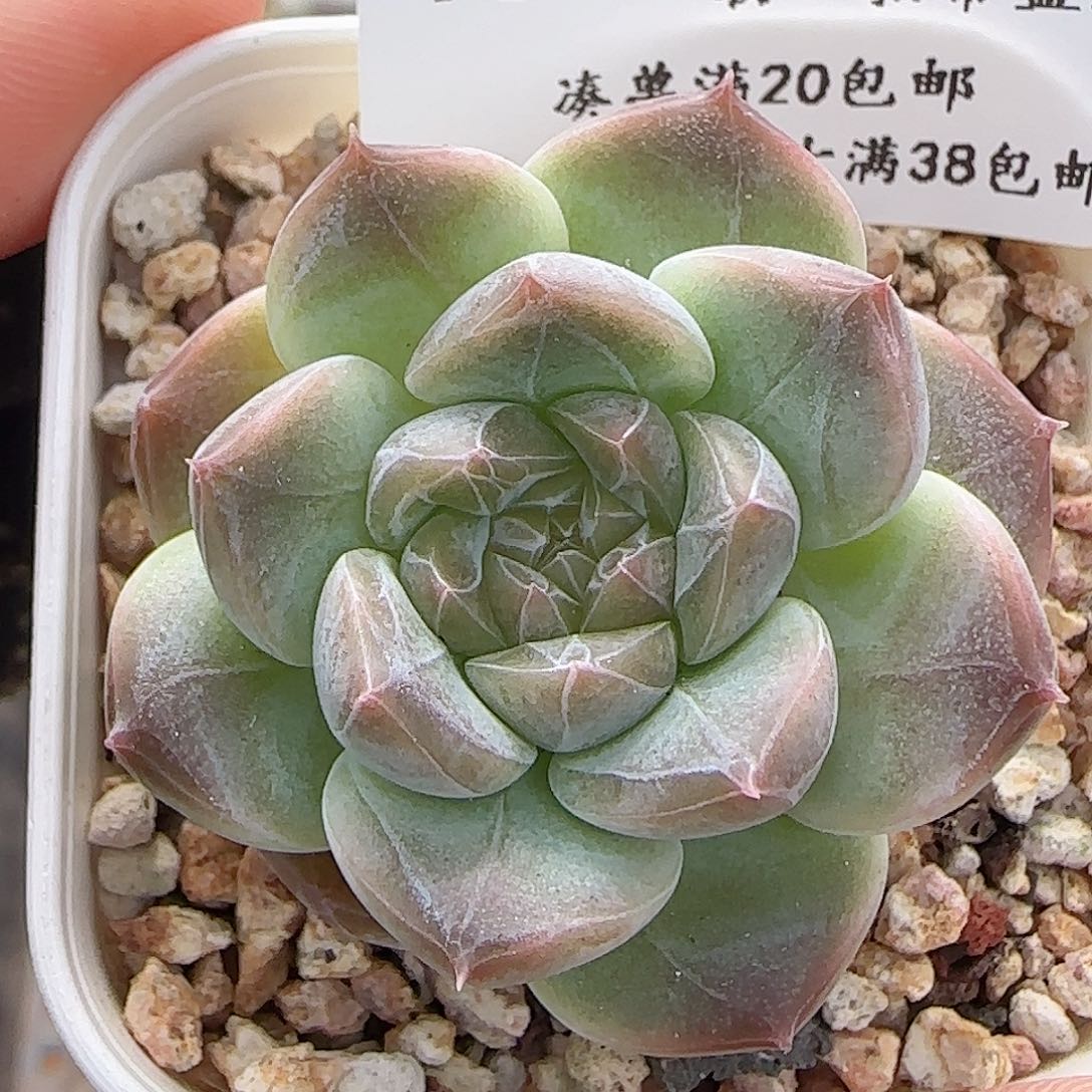 多肉0624-159暗纹糖心