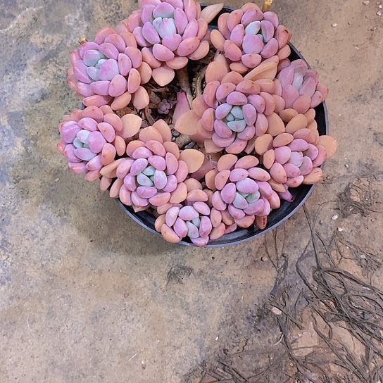 兜*白露多肉植物