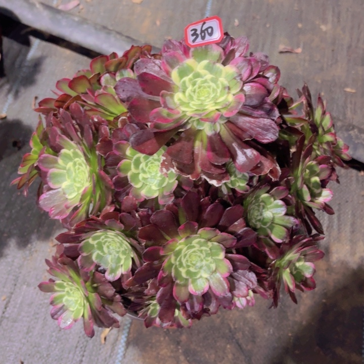 一物一拍萝莉锦360