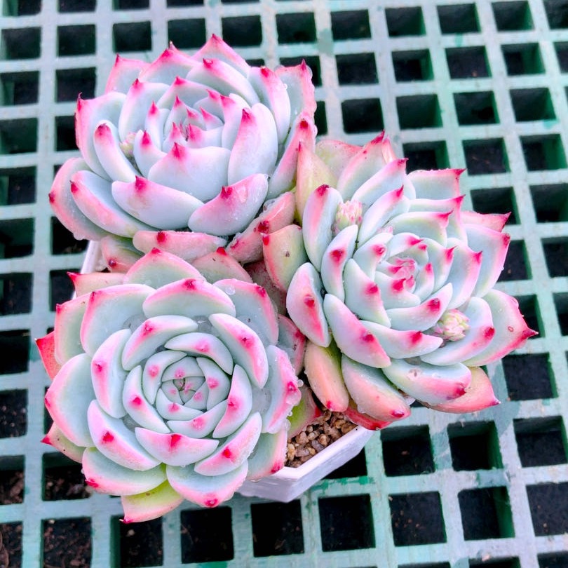 多肉植物水蜜桃三颗送八角盆土32