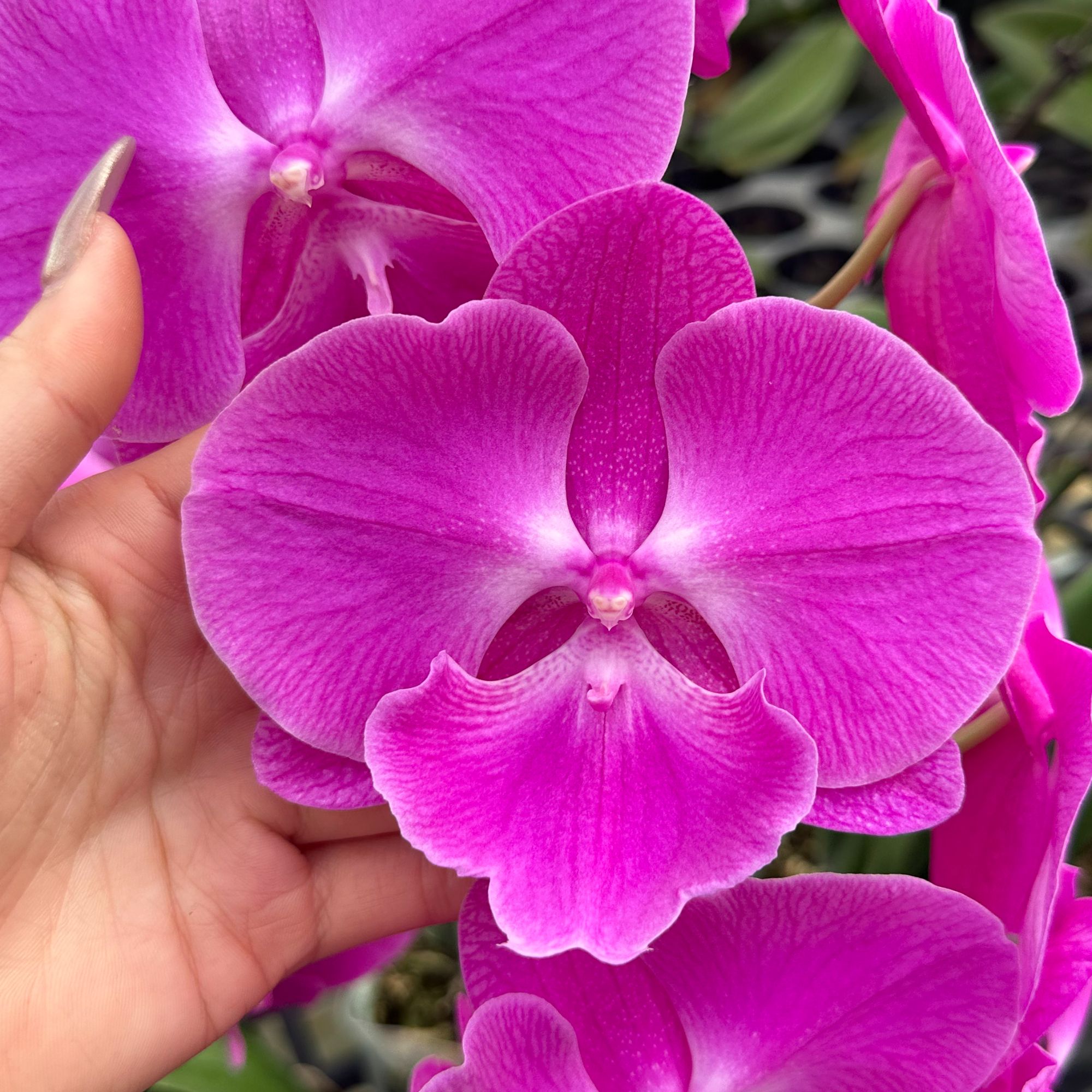 【喜上喜】3.5大杯 福利款 开爆 