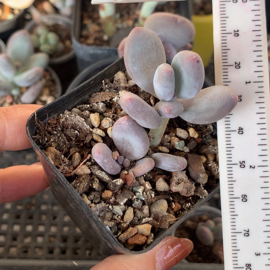 黄金鸡蛋大叶奶 老桩