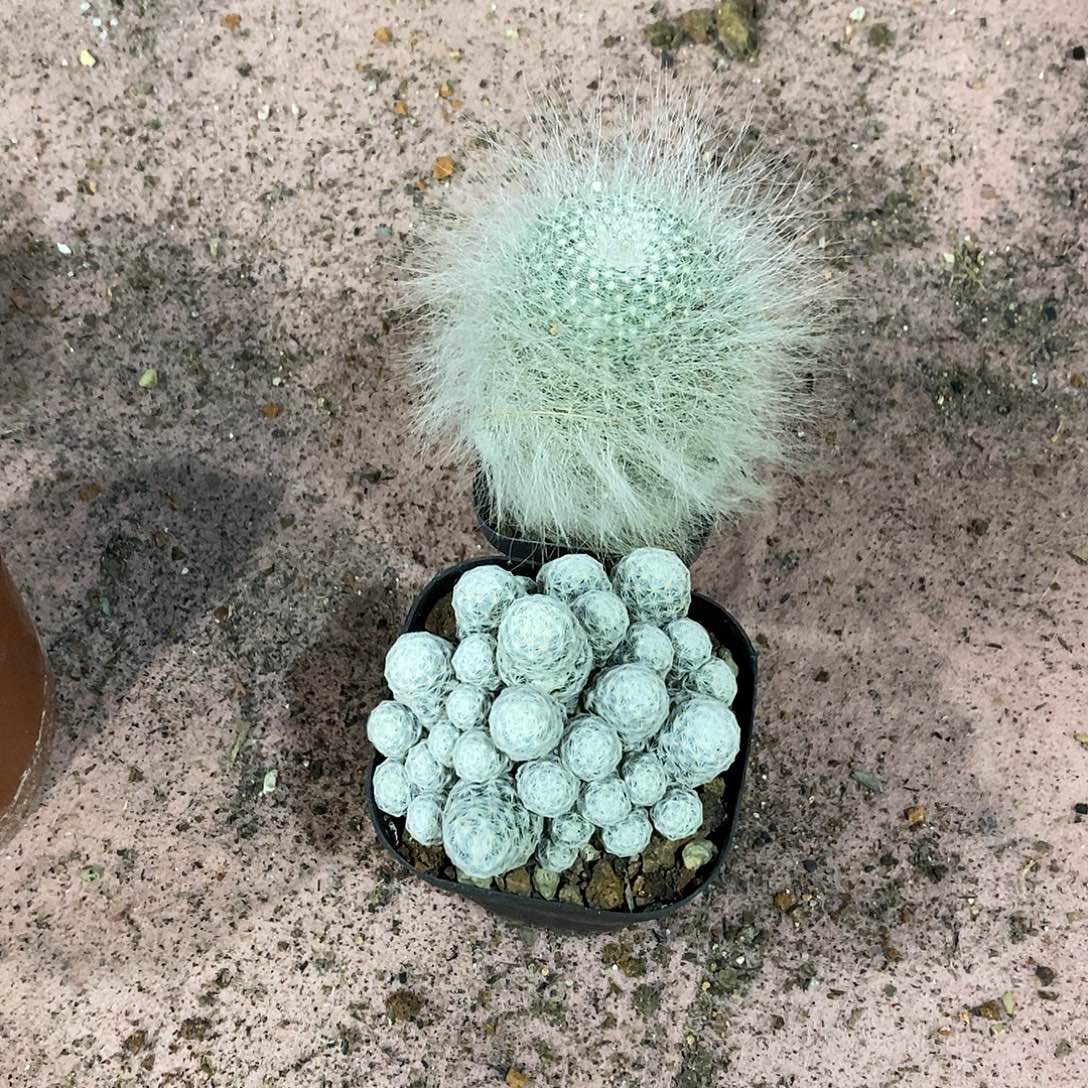 无花朵姬春星雪原玉翁仙人球仙人掌实生