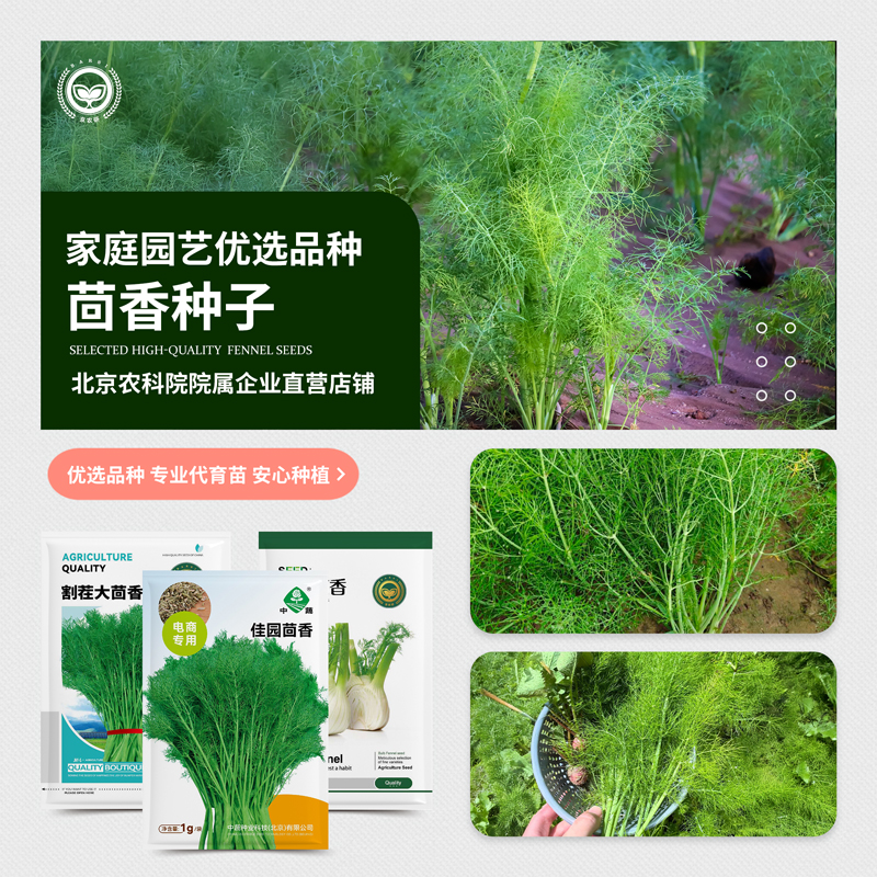 农科院茴香种子割茬大茴香球茎茴香多次采收四季阳台菜园蔬菜种籽