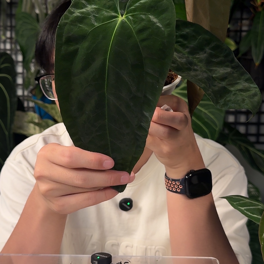 完全开放暗黑巴拿马杂黑桃E108