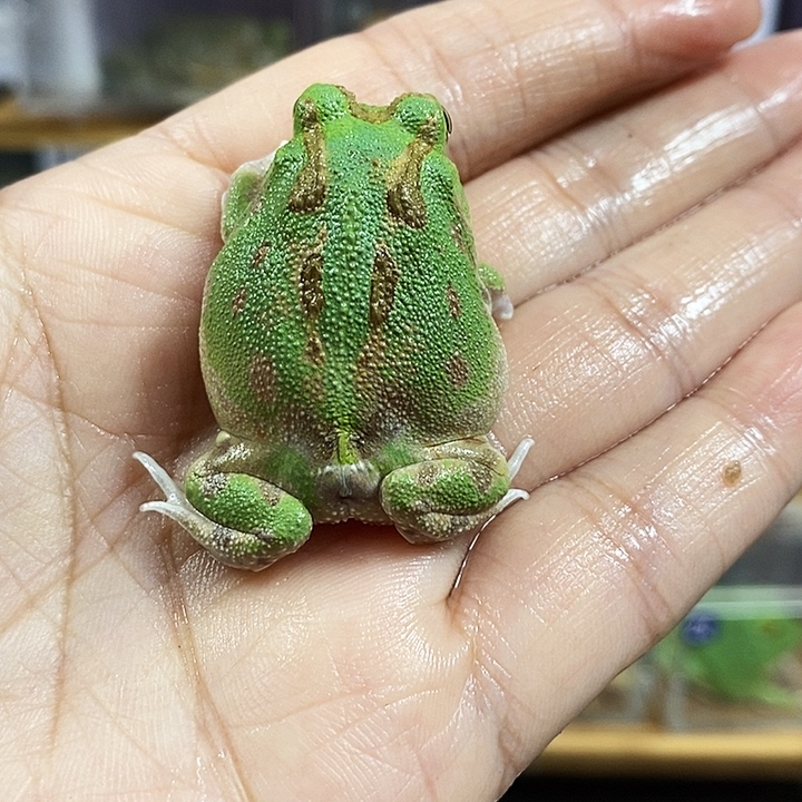 林***！角蛙572号波子角蛙