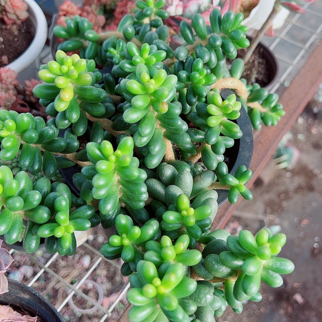 绿龟卵多头群生精品特价