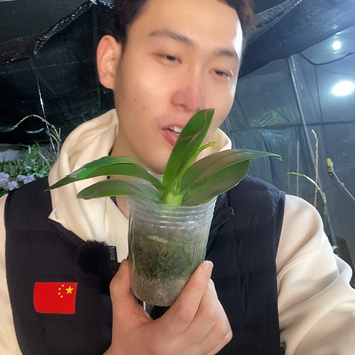 无花朵美杜莎带花剑
