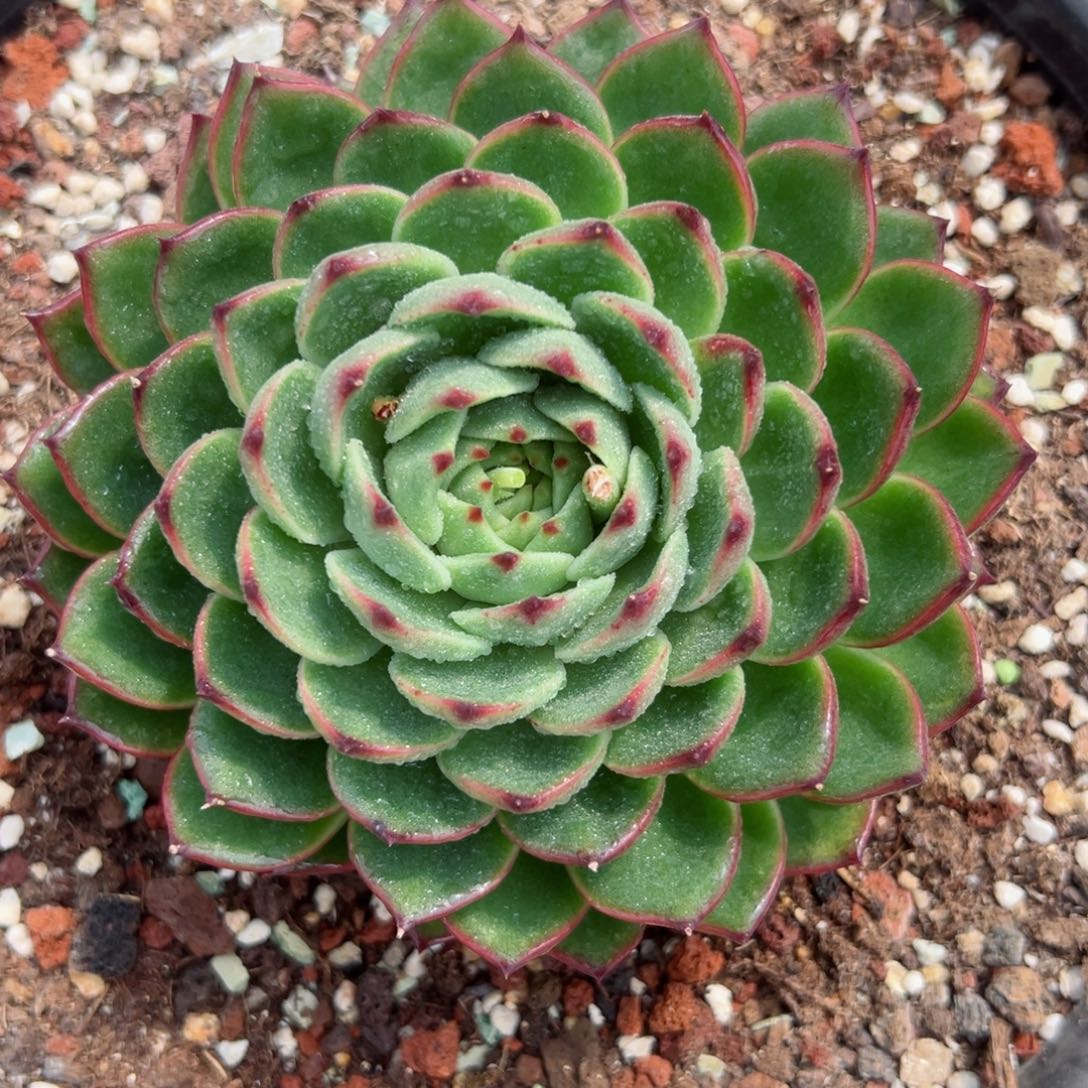 多肉植物一物一拍06