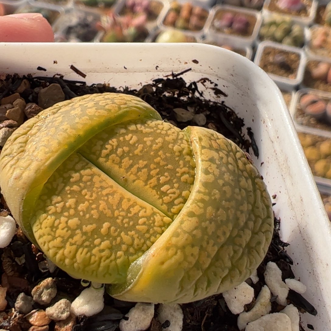 632多肉植物百科