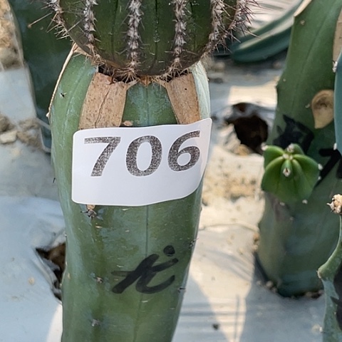 *****706号龙神木接尤伯球