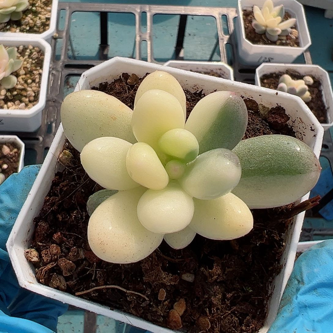 奶酪锦，多肉植物