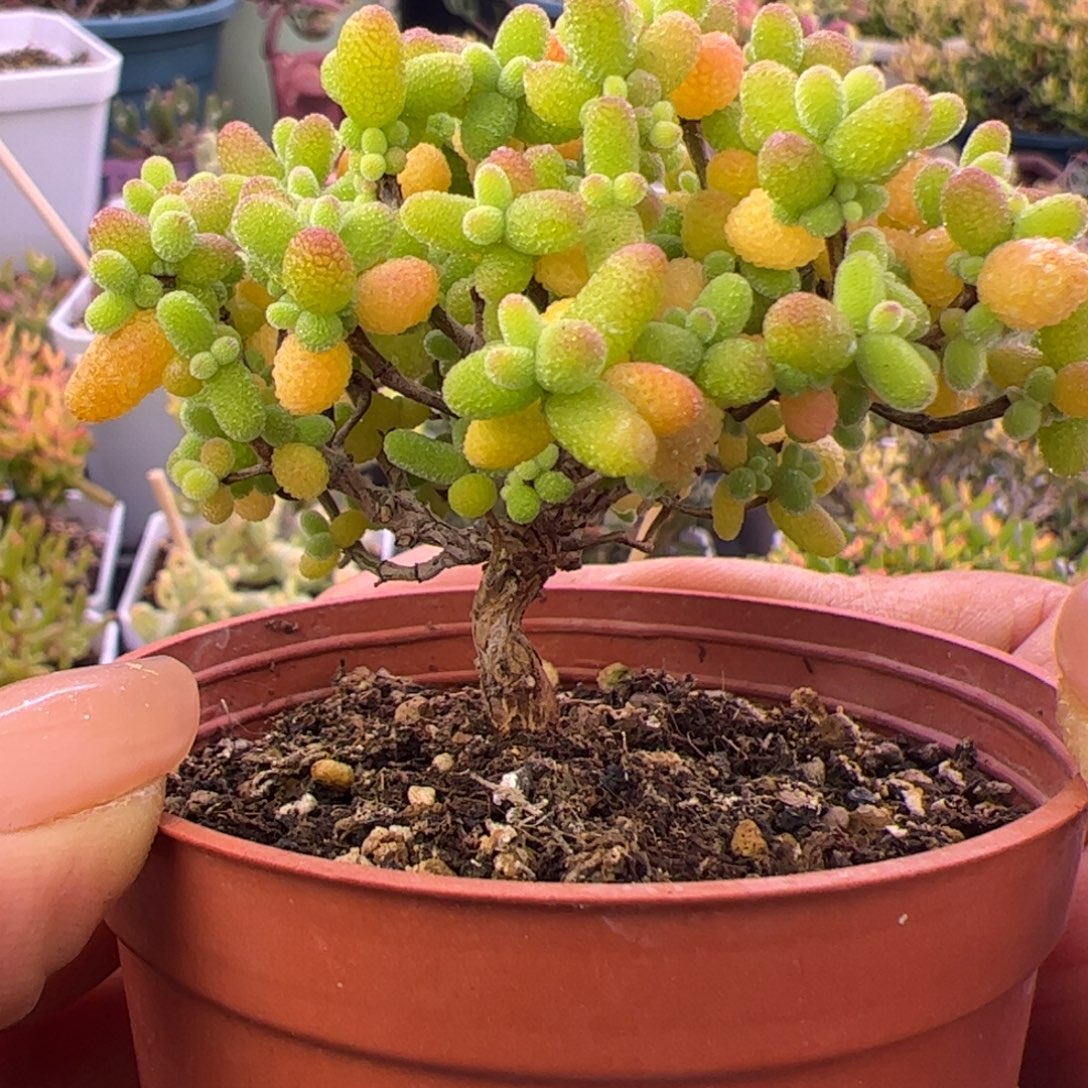 多肉植物枝干金桔S腰
