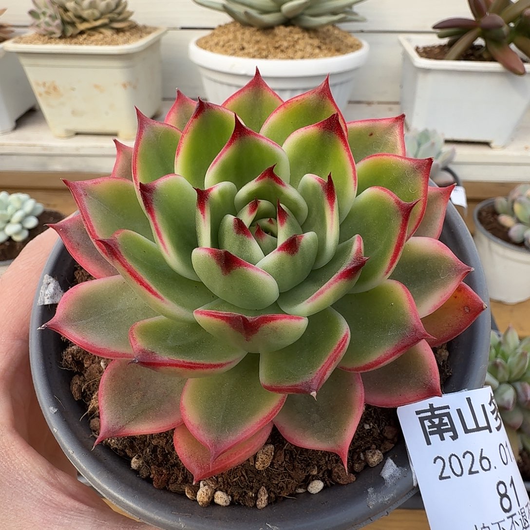 桃花锦11111102-81