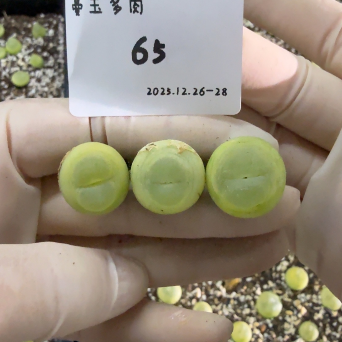 牛***妞多肉多肉多肉12-065 