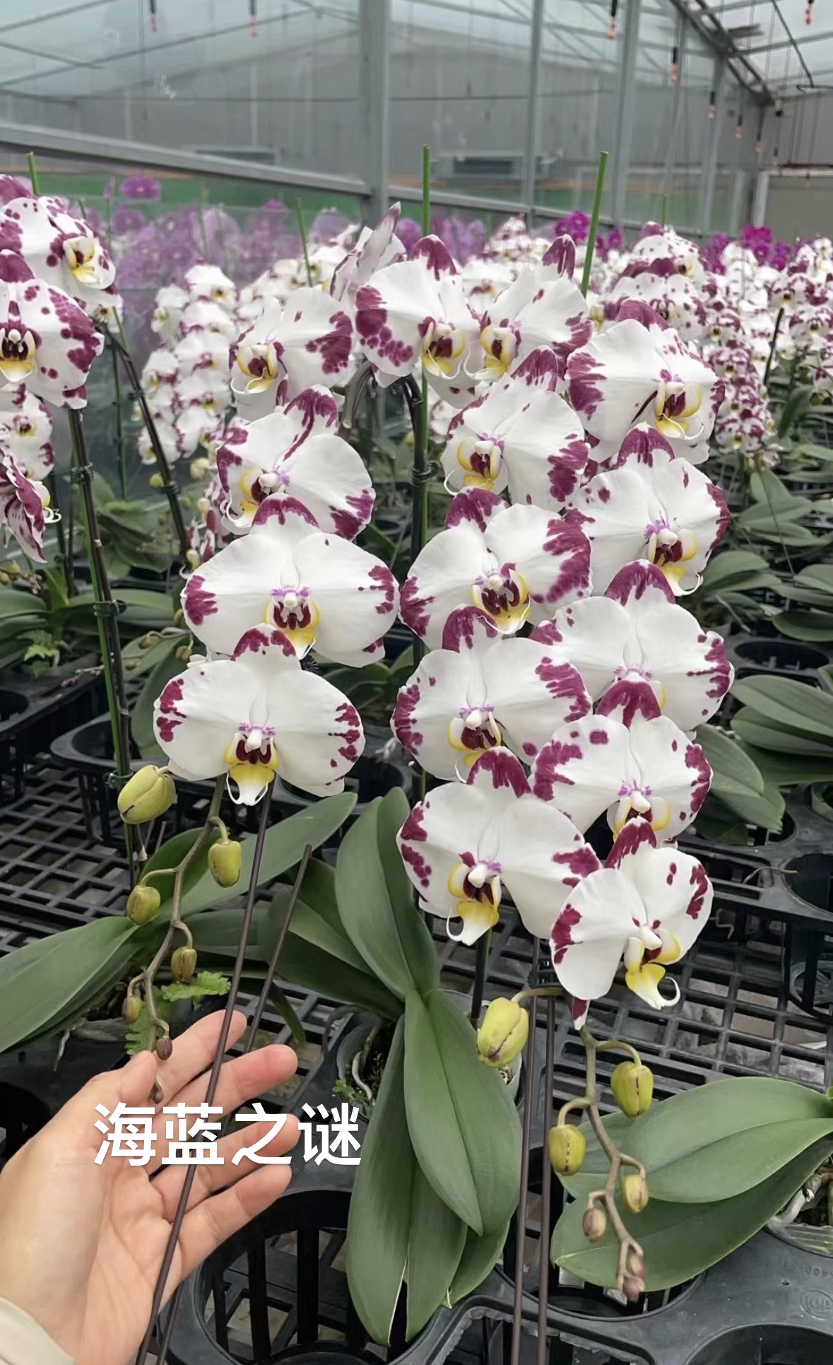 蝴蝶兰115塑料花盆一物一拍