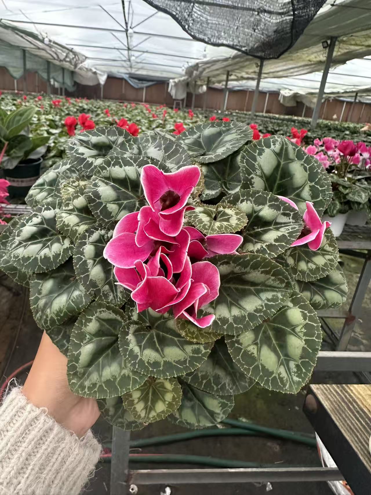 花购   仙客来  (若兰 霓虹 火焰纹）   140盆