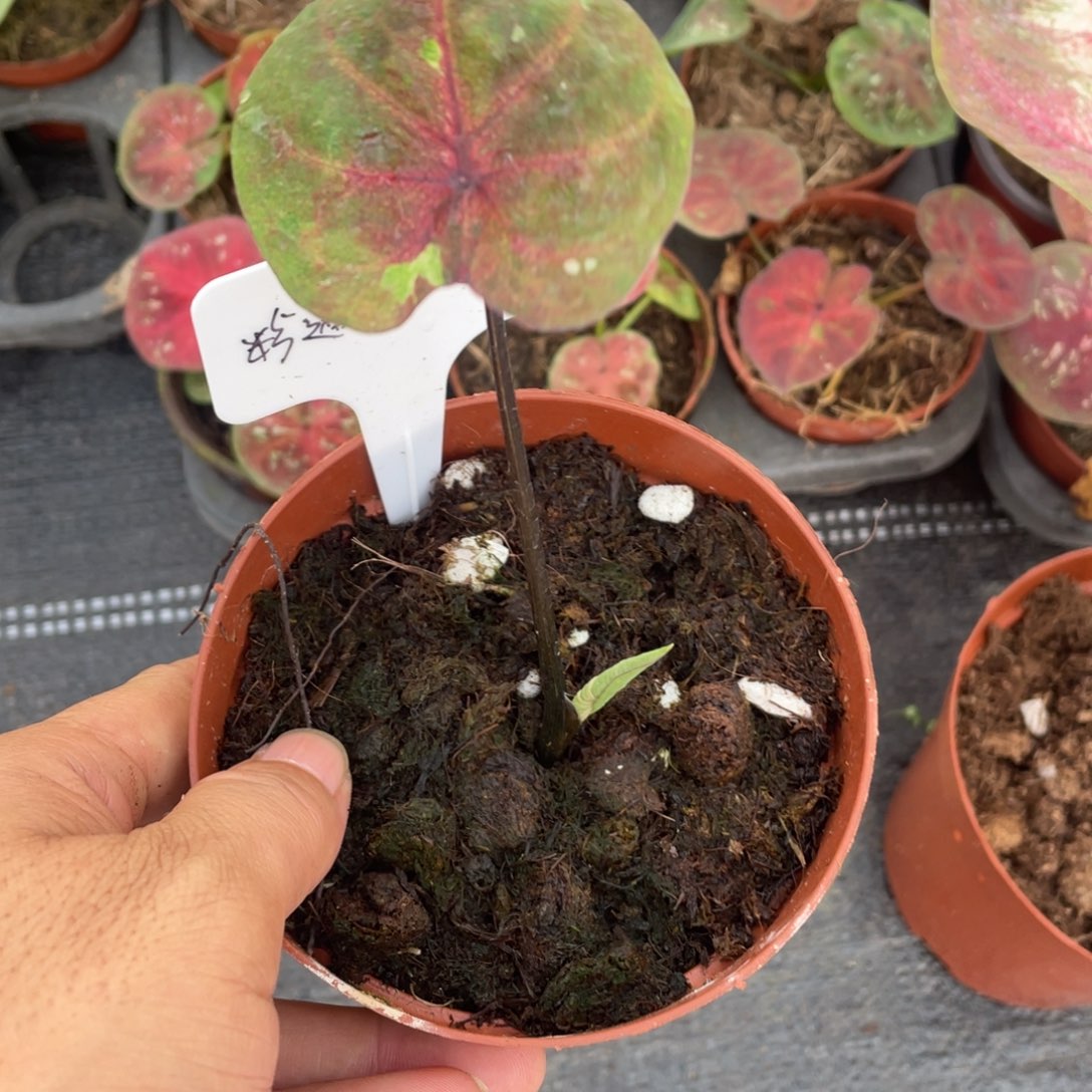 完全开放海王侧四月份发