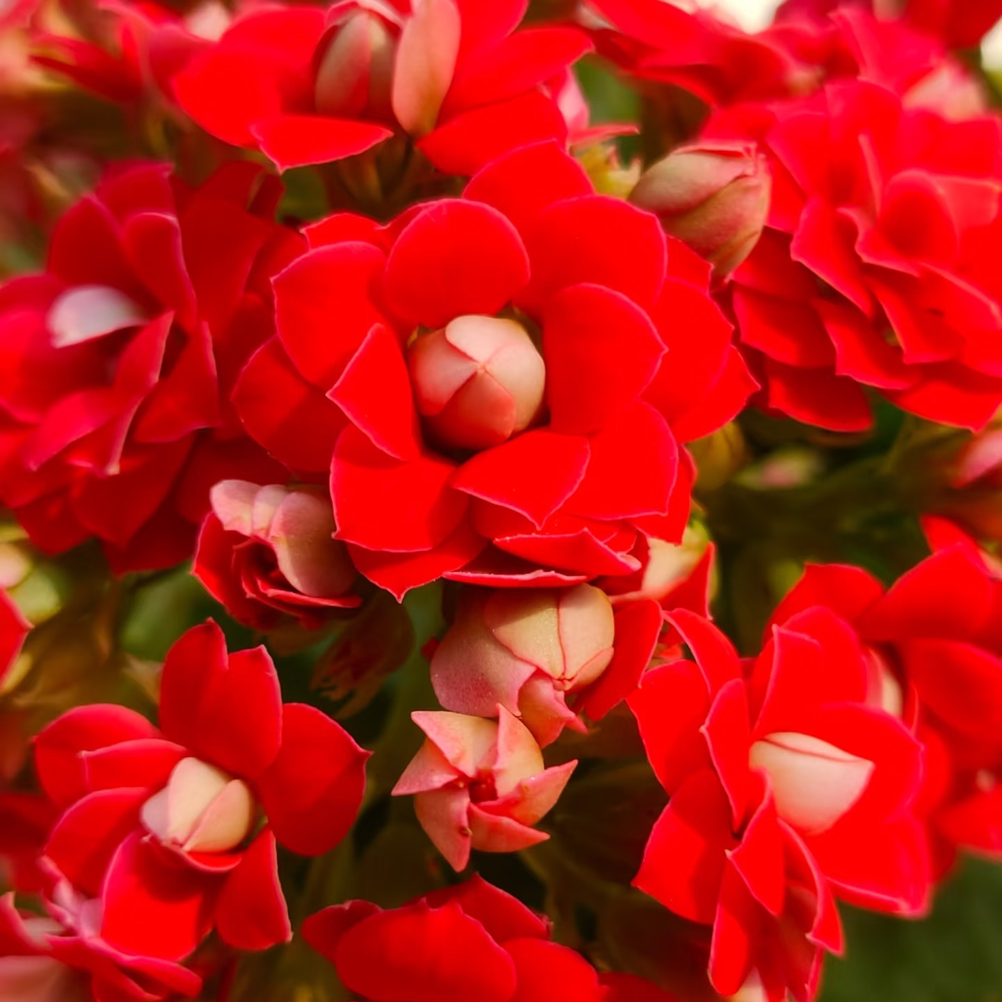 车厘子 重瓣带花苞 120口径盆