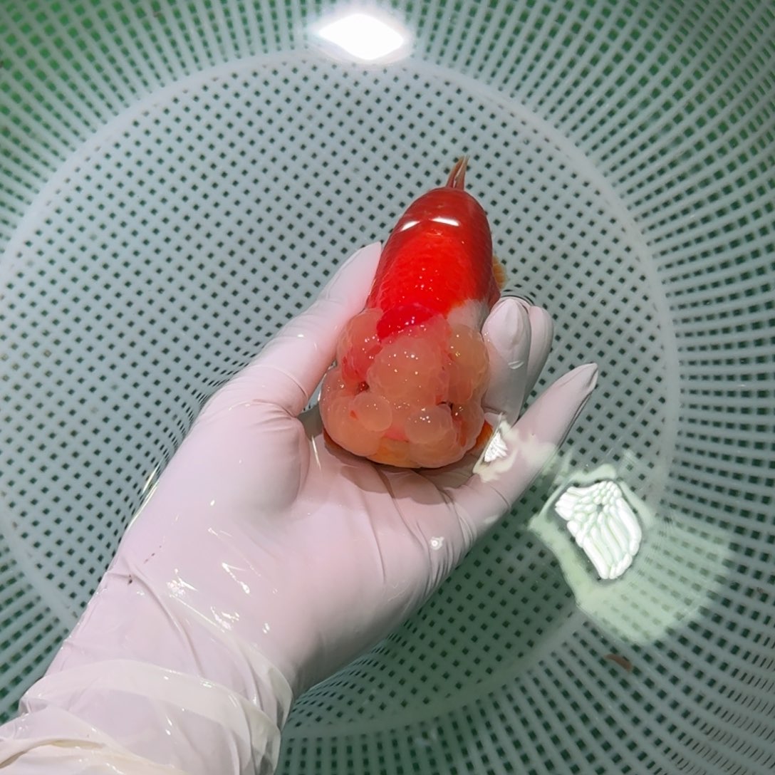 金鱼类不分公母14/15