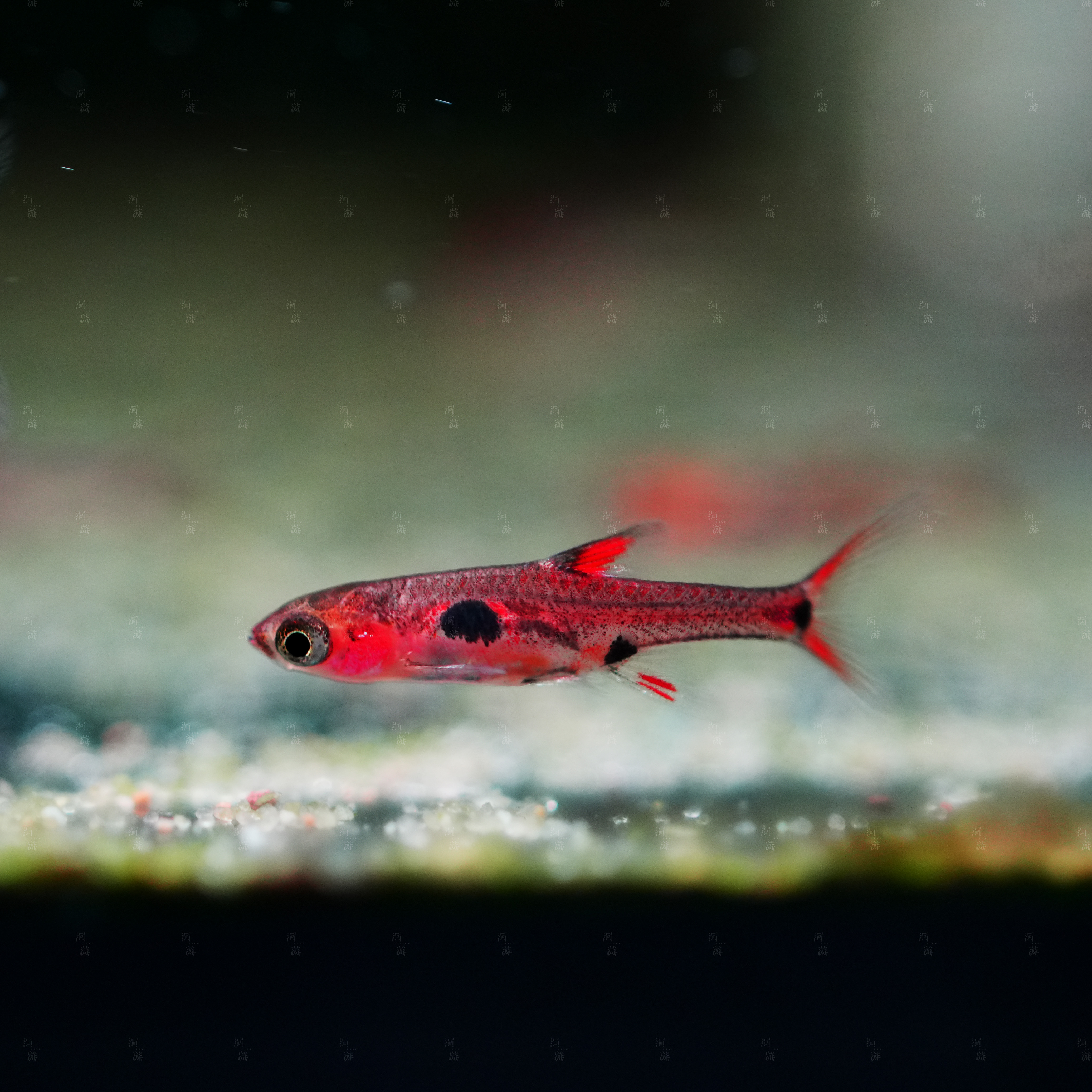 【洄游】凤凰小丑 灯鱼东南亚热带观赏鱼混养/定水检疫/满100包邮