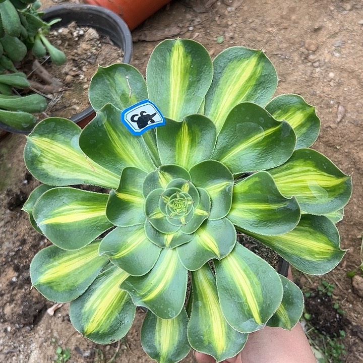 一物一拍多肉暴君384