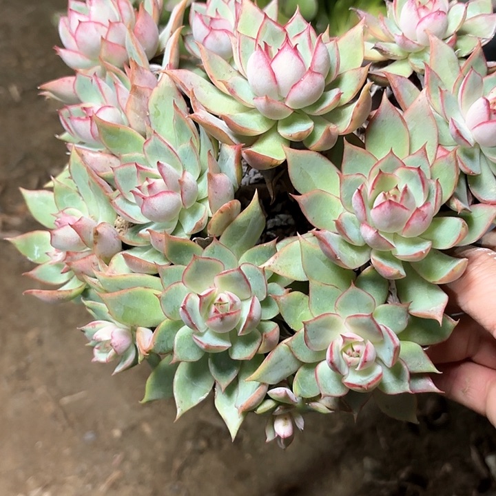 多肉植物宝莲灯70