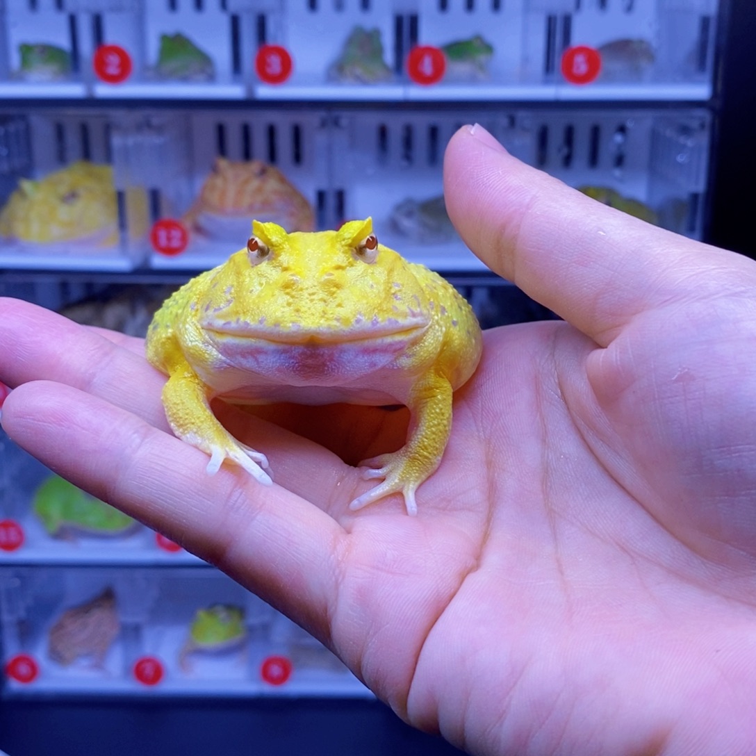 角蛙角蛙3-10cm闪购专享链接