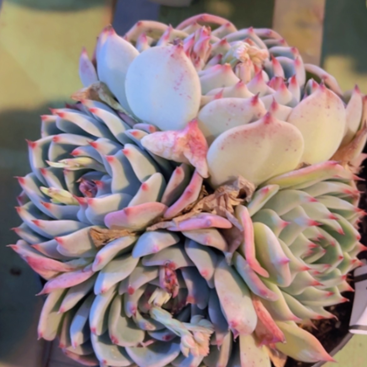 【闪购商品】吉娃娃24264