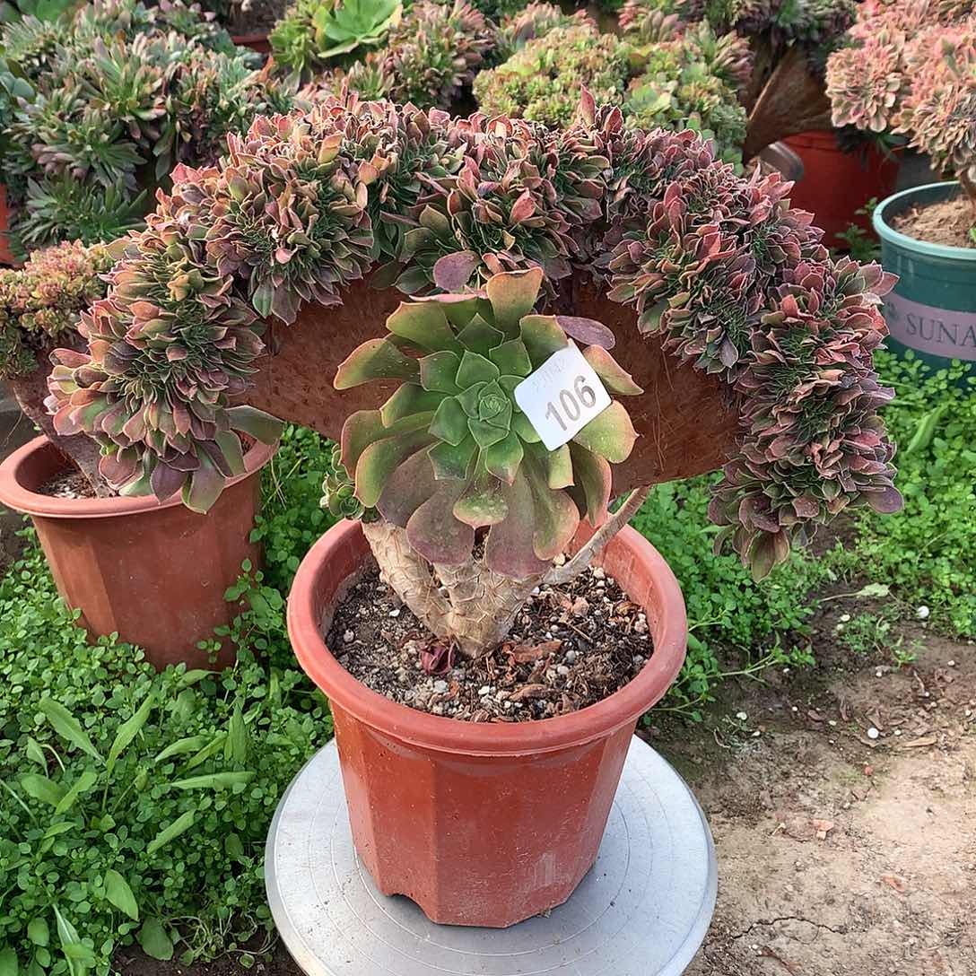 红陶106玫瑰缀化微瑕